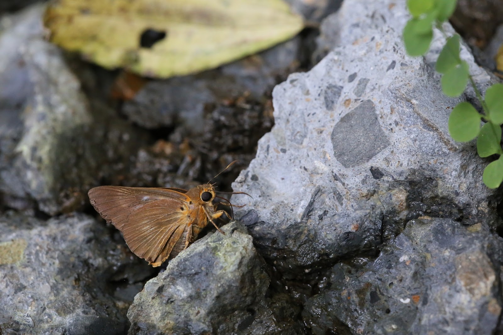 臺灣蝴蝶誌Butterflies in Taiwan: 橙翅傘弄蝶/鸞褐弄蝶Burara jaina